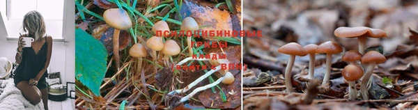 Альфа ПВП Аркадак